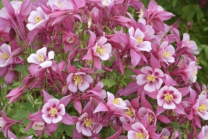 Aquilegia 'Kirigami Rose and Pink'